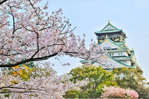 벚꽃여행